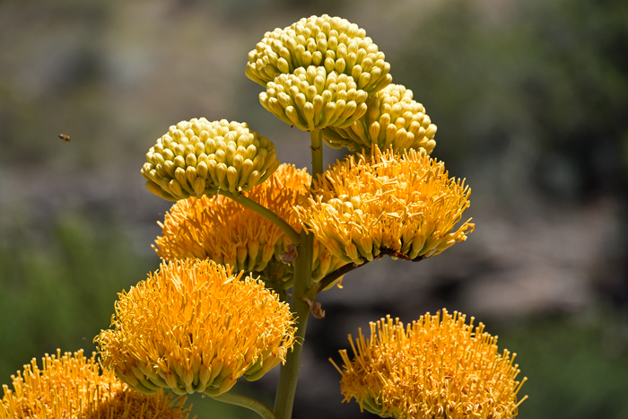 Goldenflower Century Plant is so named because of the beautiful golden yellow flowers in clusters of up to 300 atop a tall fleshy stalk (up to 20 feet or so). Agave chrysantha